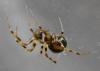 Lepthyphantes minutus